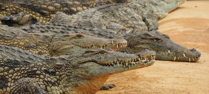 «Ουρλιαχτά από την κόλαση»- Η νύχτα που οι κροκόδειλοι έφαγαν 500 με 1.000 Ιάπωνες στη νήσο Ραμρί